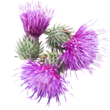 Milk thistle extract super greens powder
