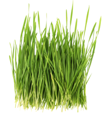 Barley grass super greens powder